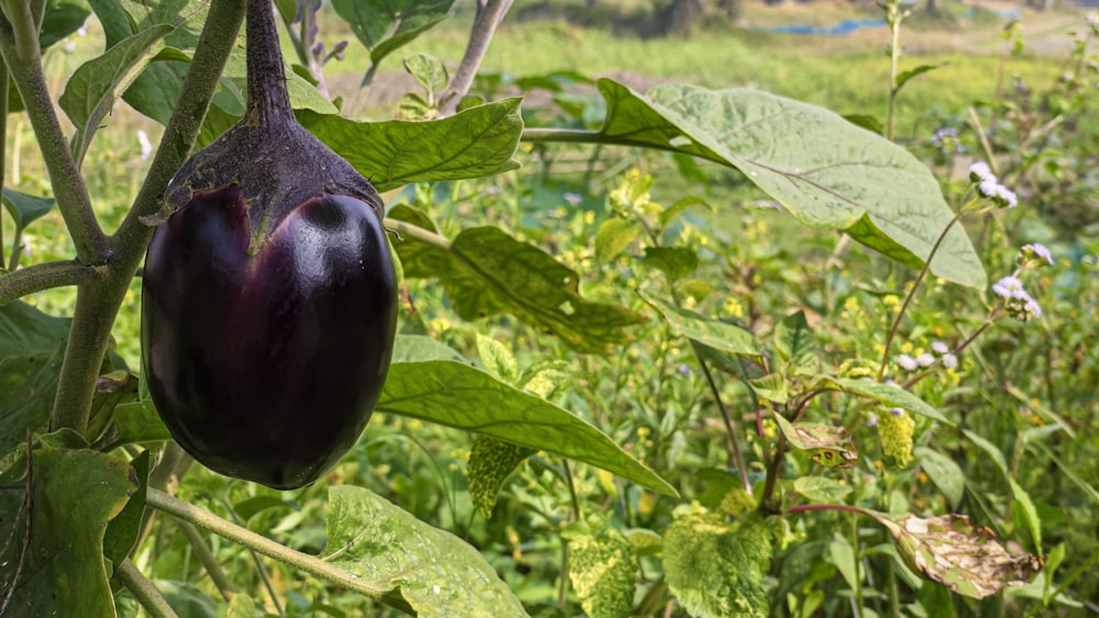 a large eggplant hanging from a tree in a field