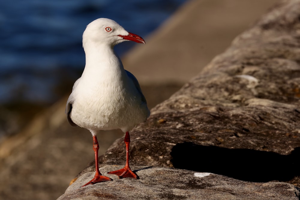 a seagull standing on a rock next to a body of water