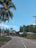 a street with a palm tree on the side of it