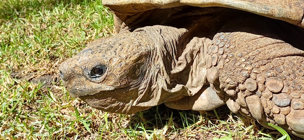 a close up of a turtle in the grass