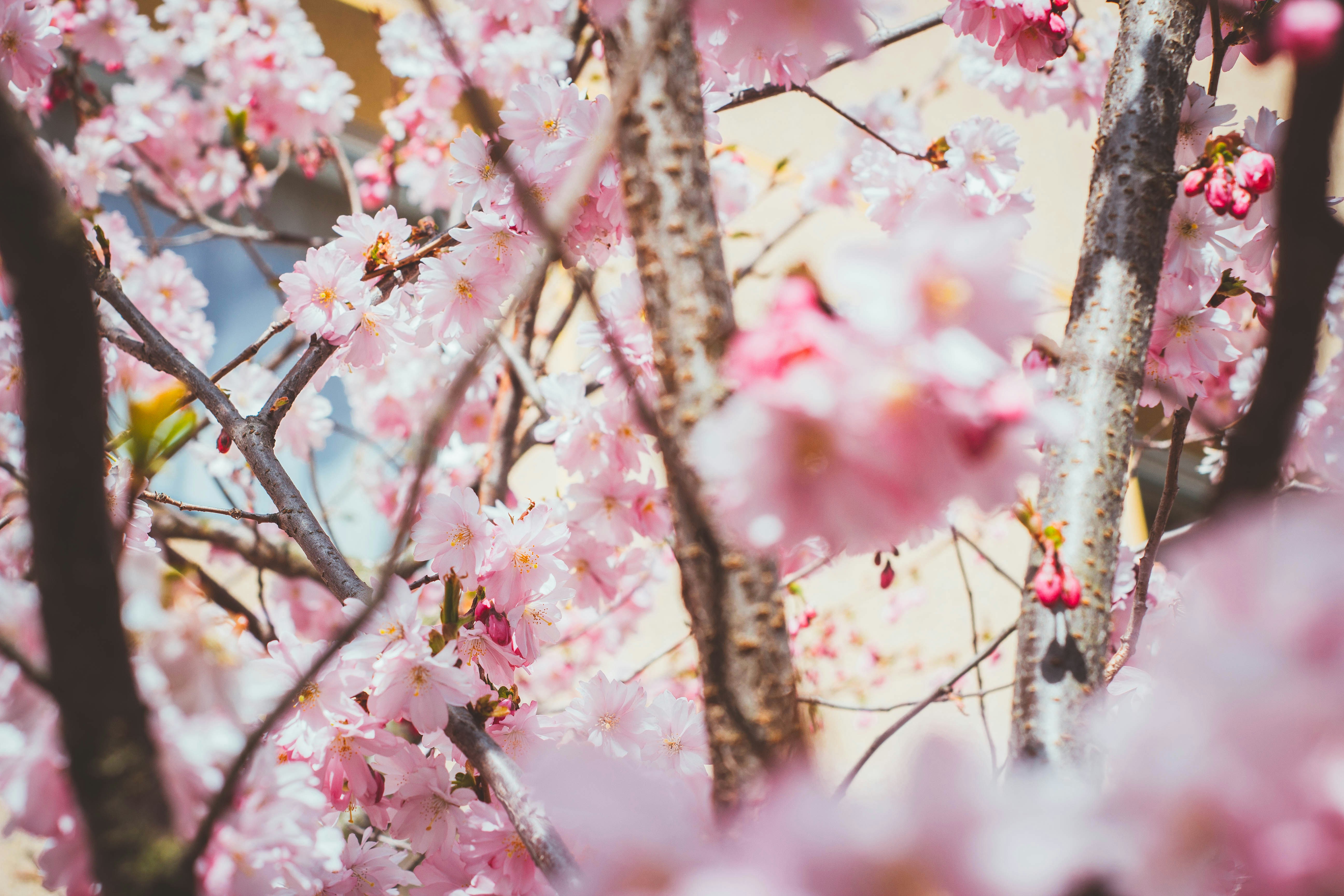 Photo by alexanderzalan