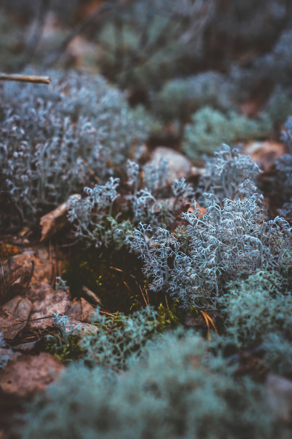 a bunch of plants that are sitting on the ground