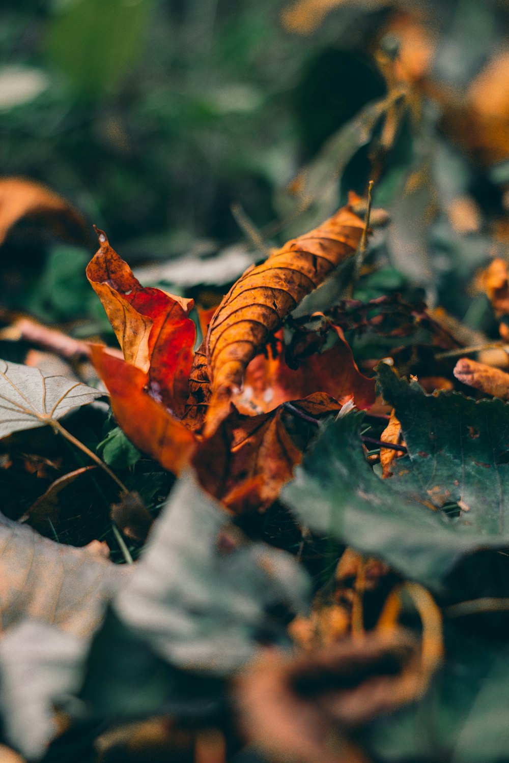 a bunch of leaves that are laying on the ground