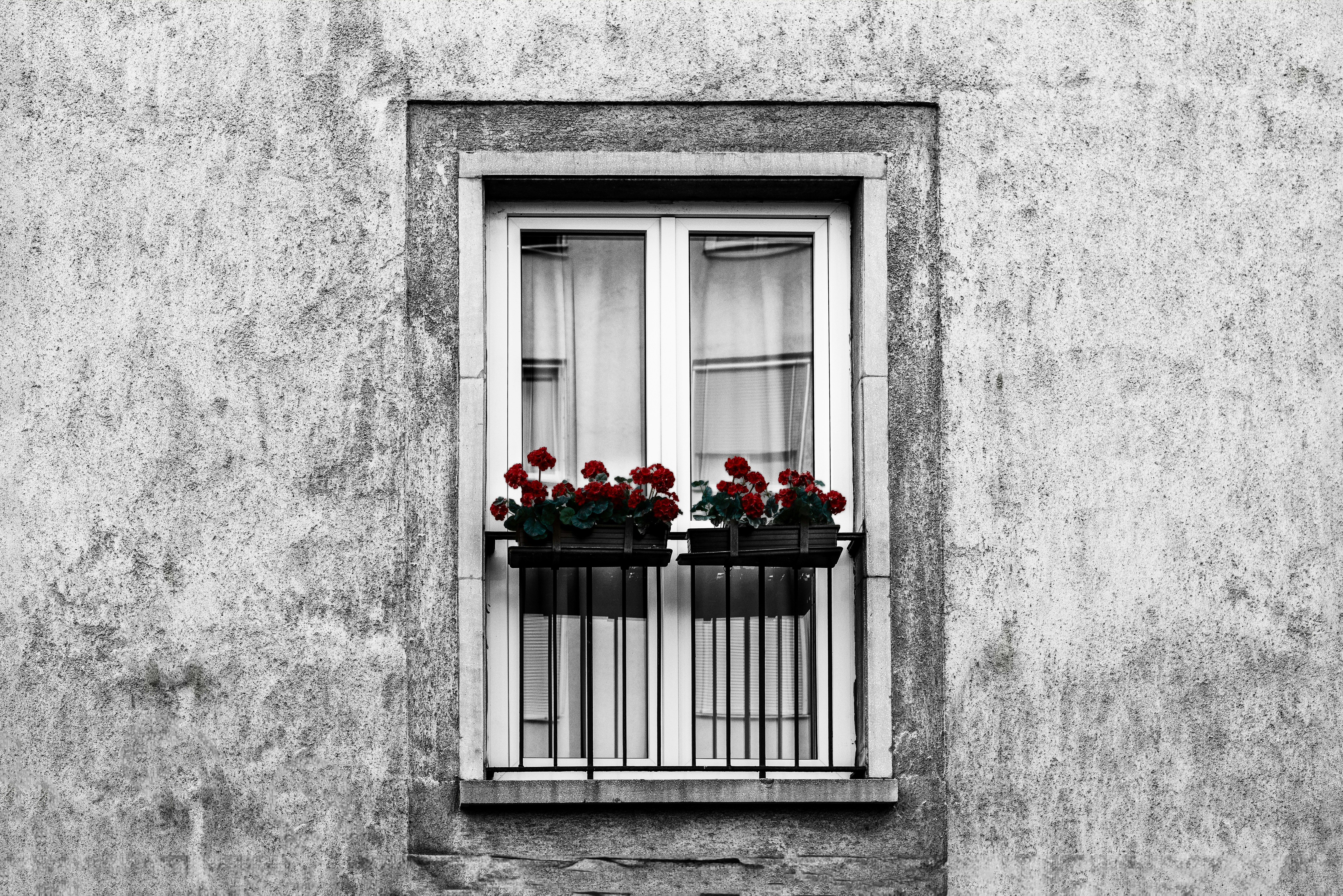 a black and white photo of a window with red flowers