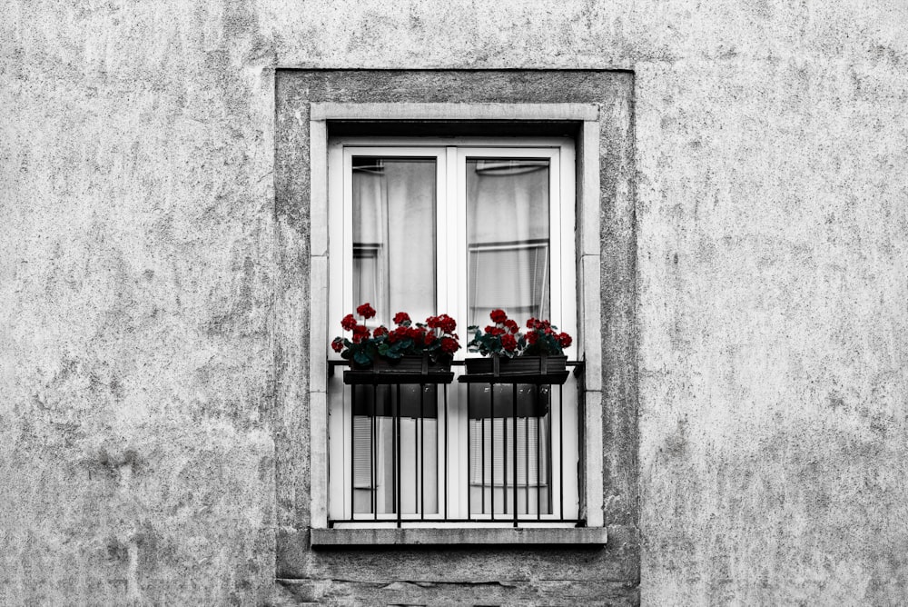 a black and white photo of a window with red flowers