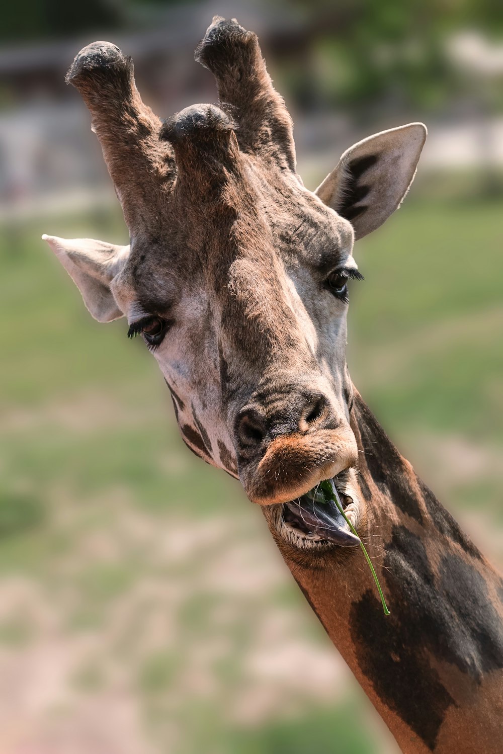 a giraffe eating a green leafy plant in its mouth