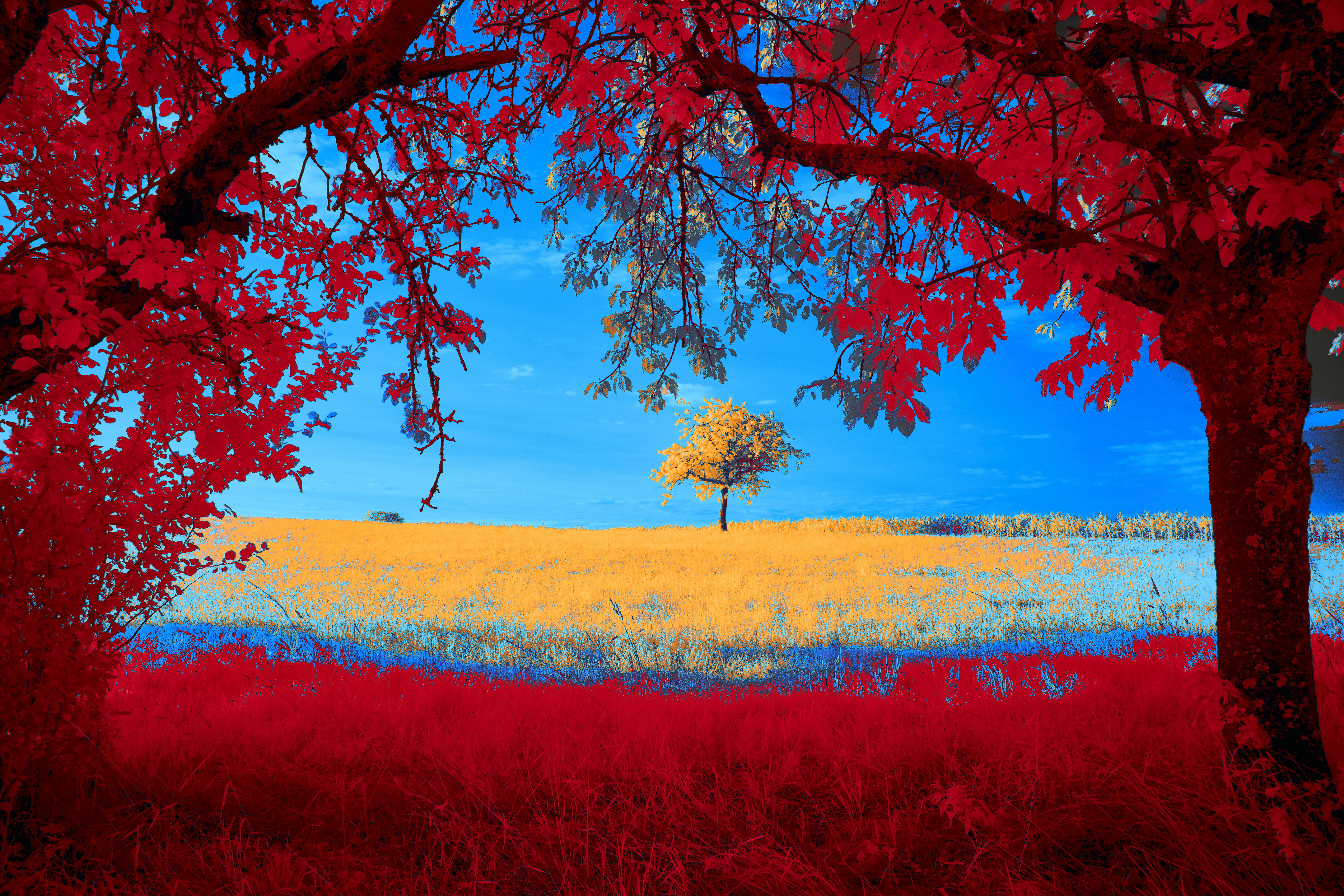 Photo by wolfgang_hasselmann