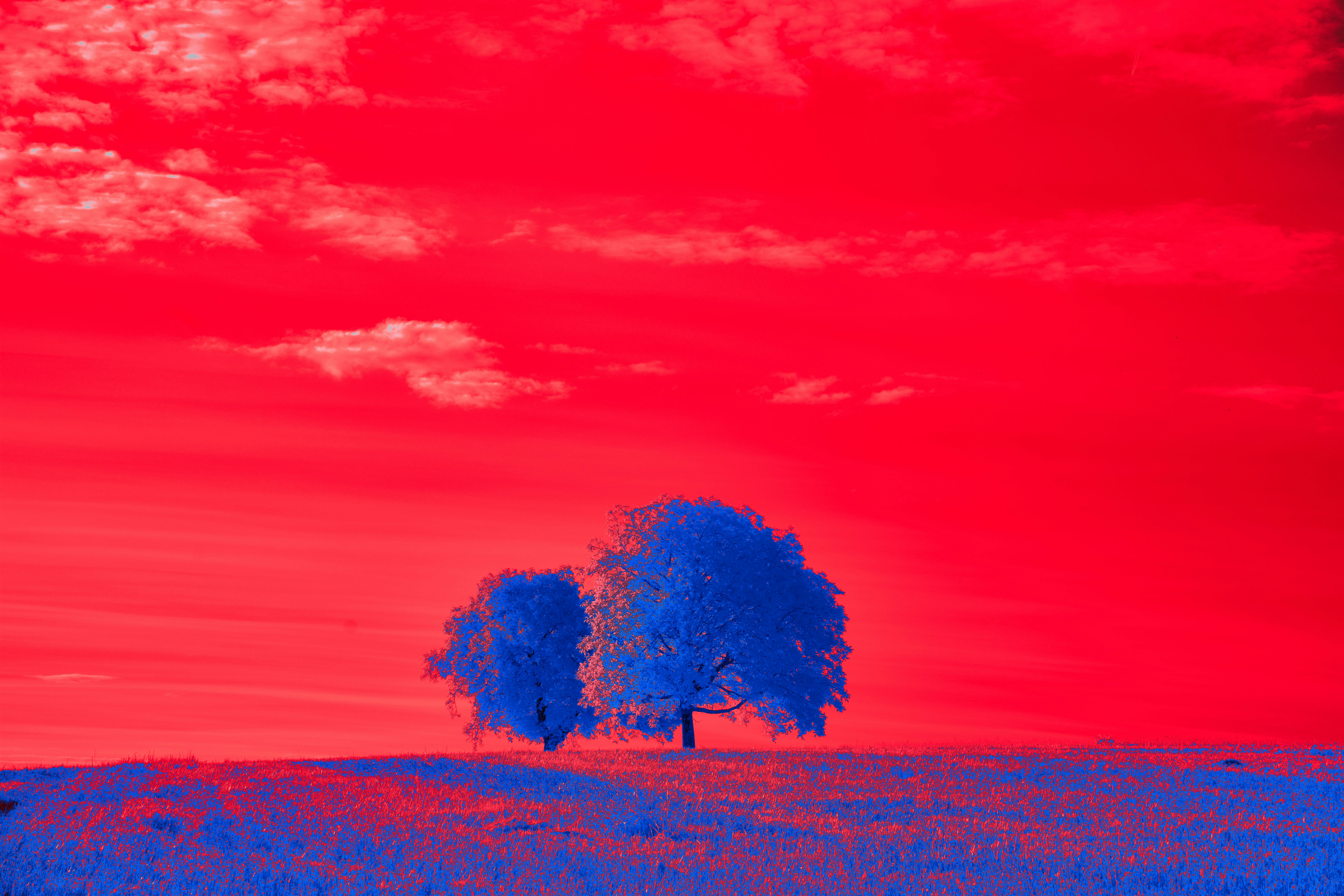 Photo by wolfgang_hasselmann