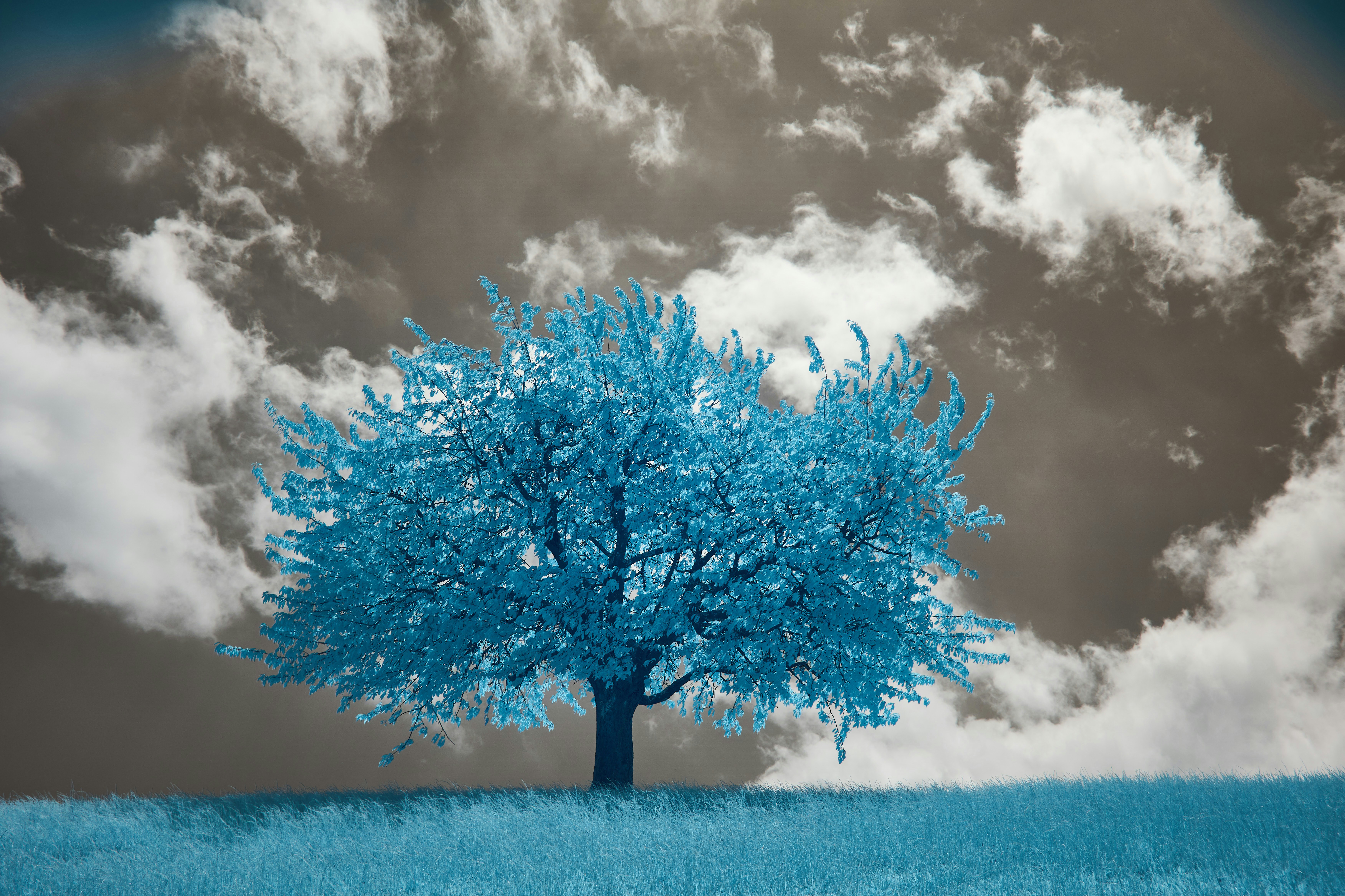 Photo by wolfgang_hasselmann