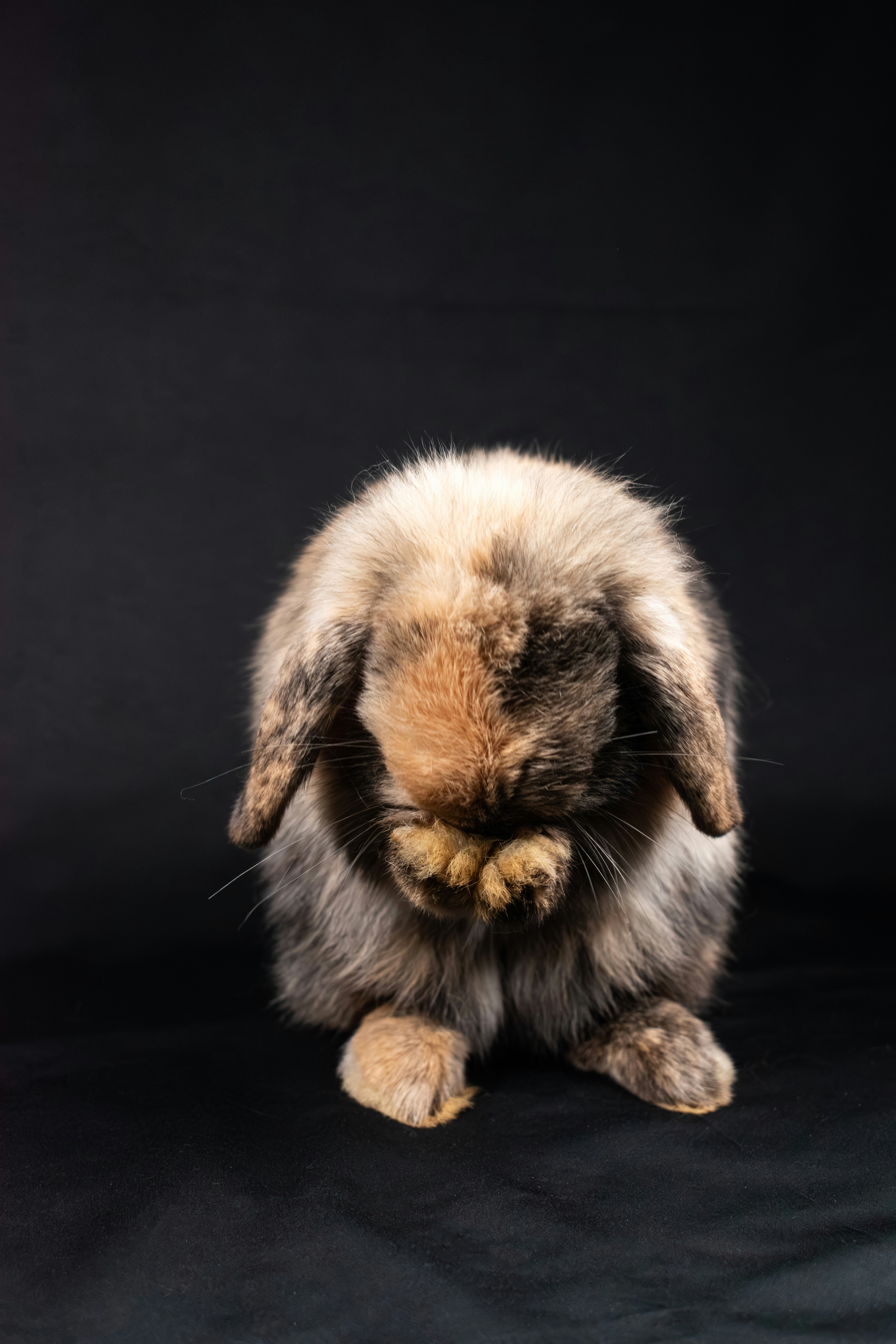 9. The Affectionate Mini Lop: Floppy-Eared Fun (image credits: unsplash)