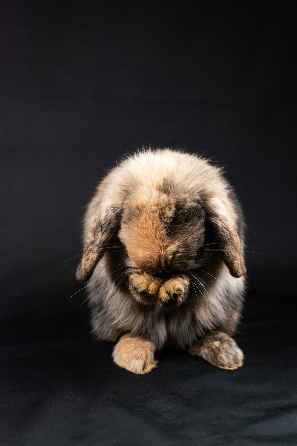 a small rabbit sitting on top of a black surface