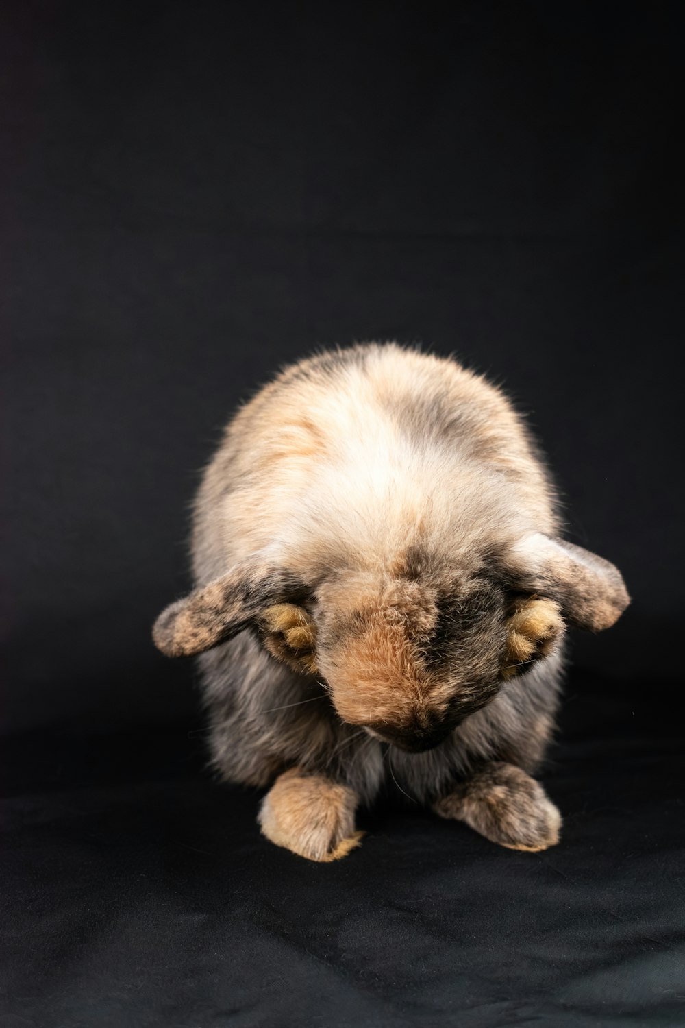 a small rabbit sitting on top of a black surface