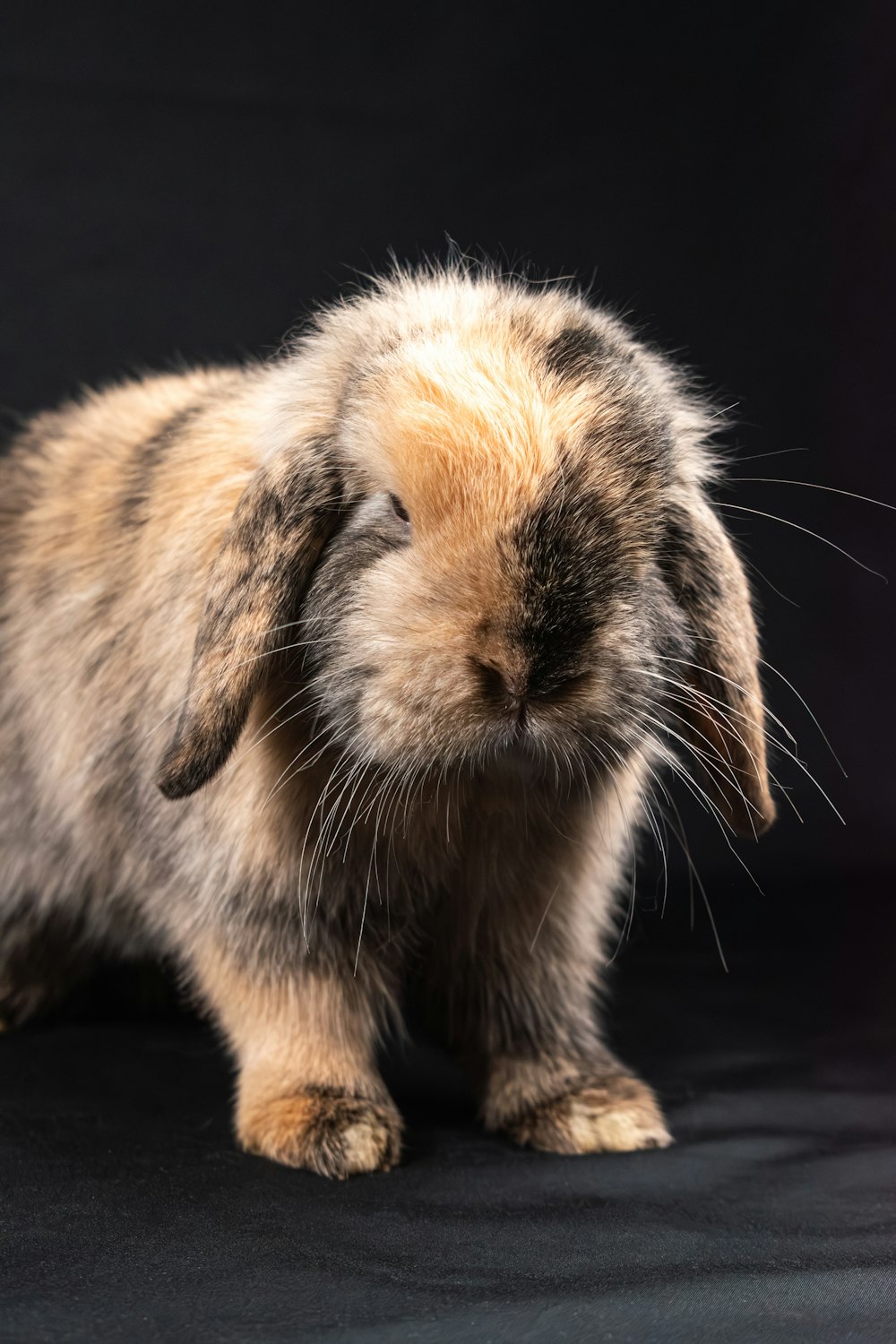 a small rabbit is sitting on a black surface