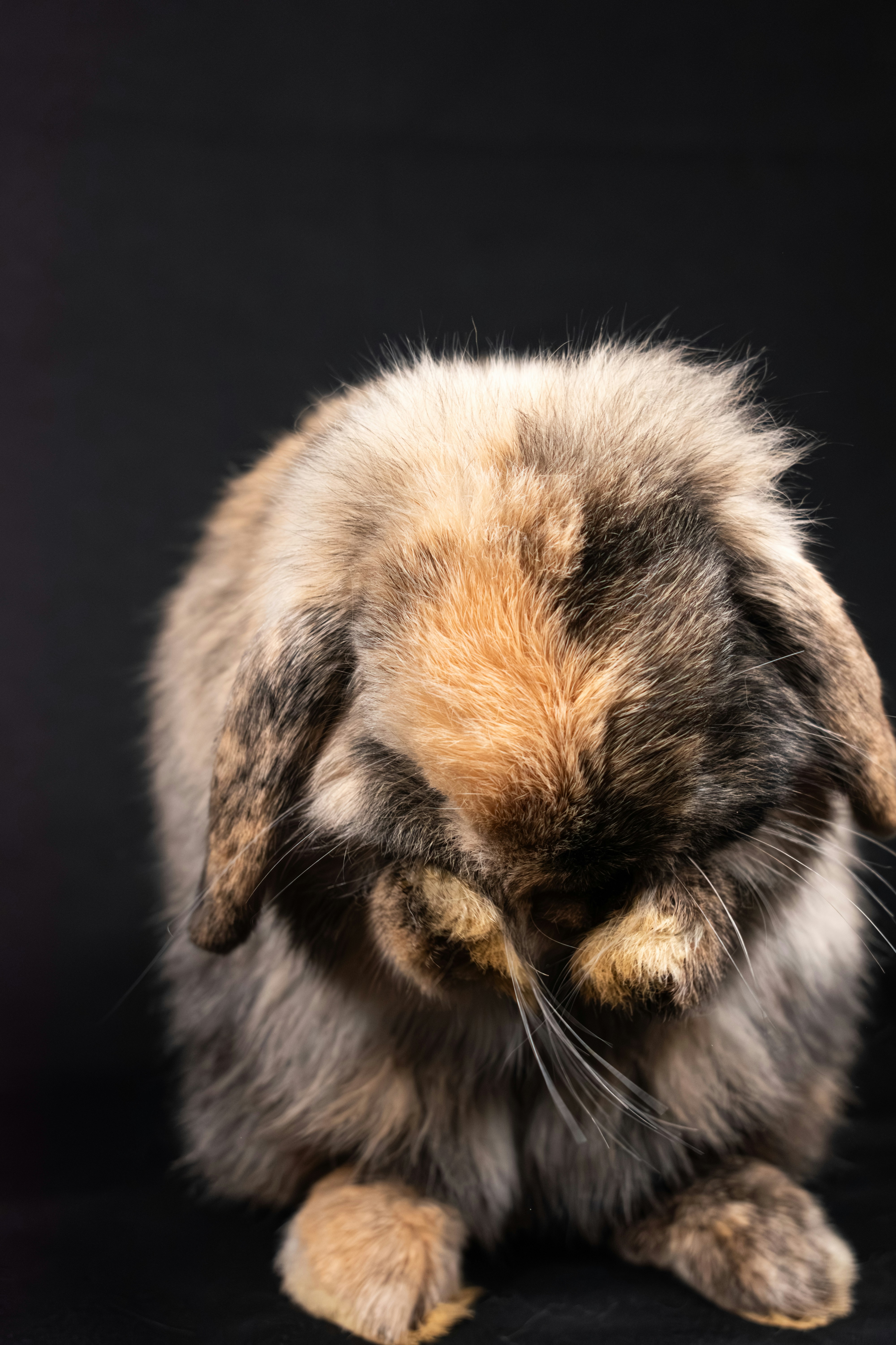 a brown and black rabbit sitting on top of a black surface