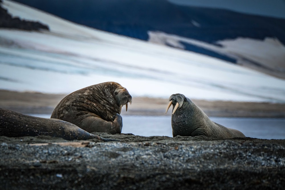 a couple of walins sitting on top of a beach