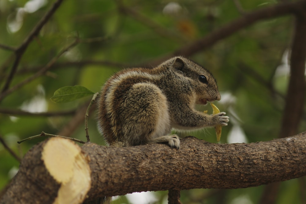 a squirrel sitting on a tree branch eating a piece of fruit