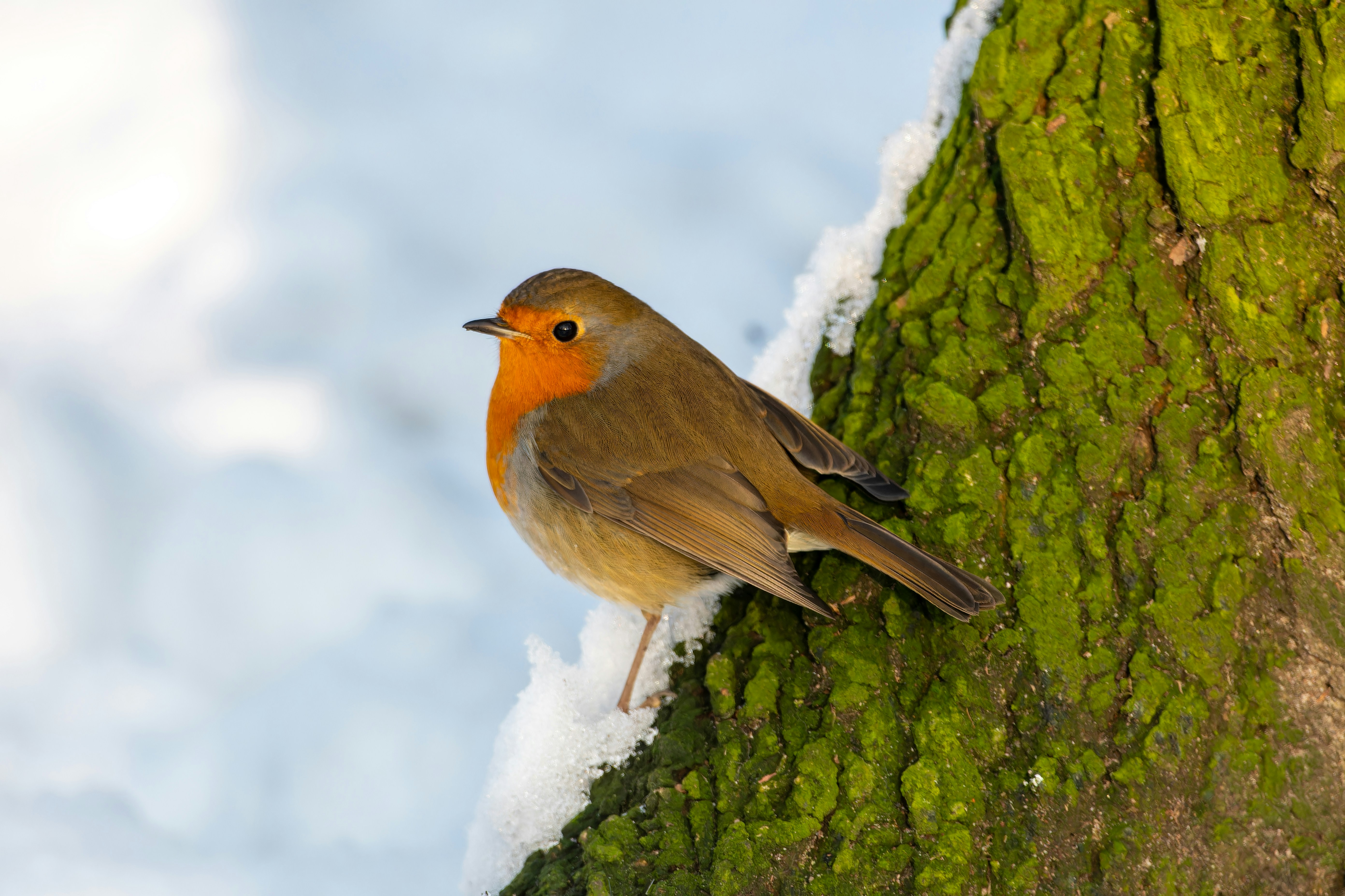 Photo by siegfriedpoepperl