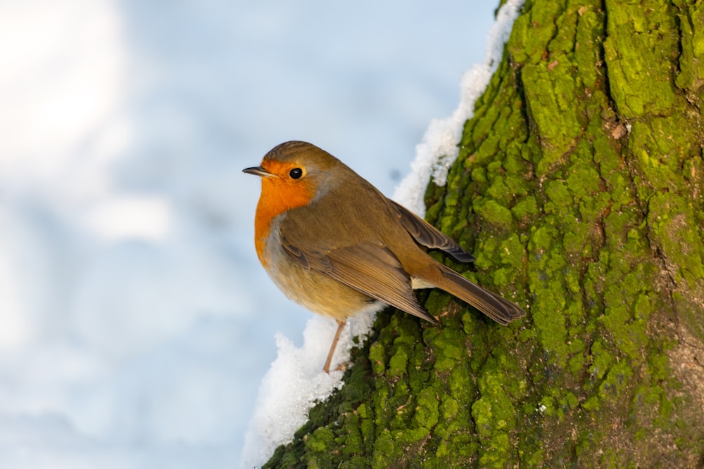 a small bird perched on the side of a tree