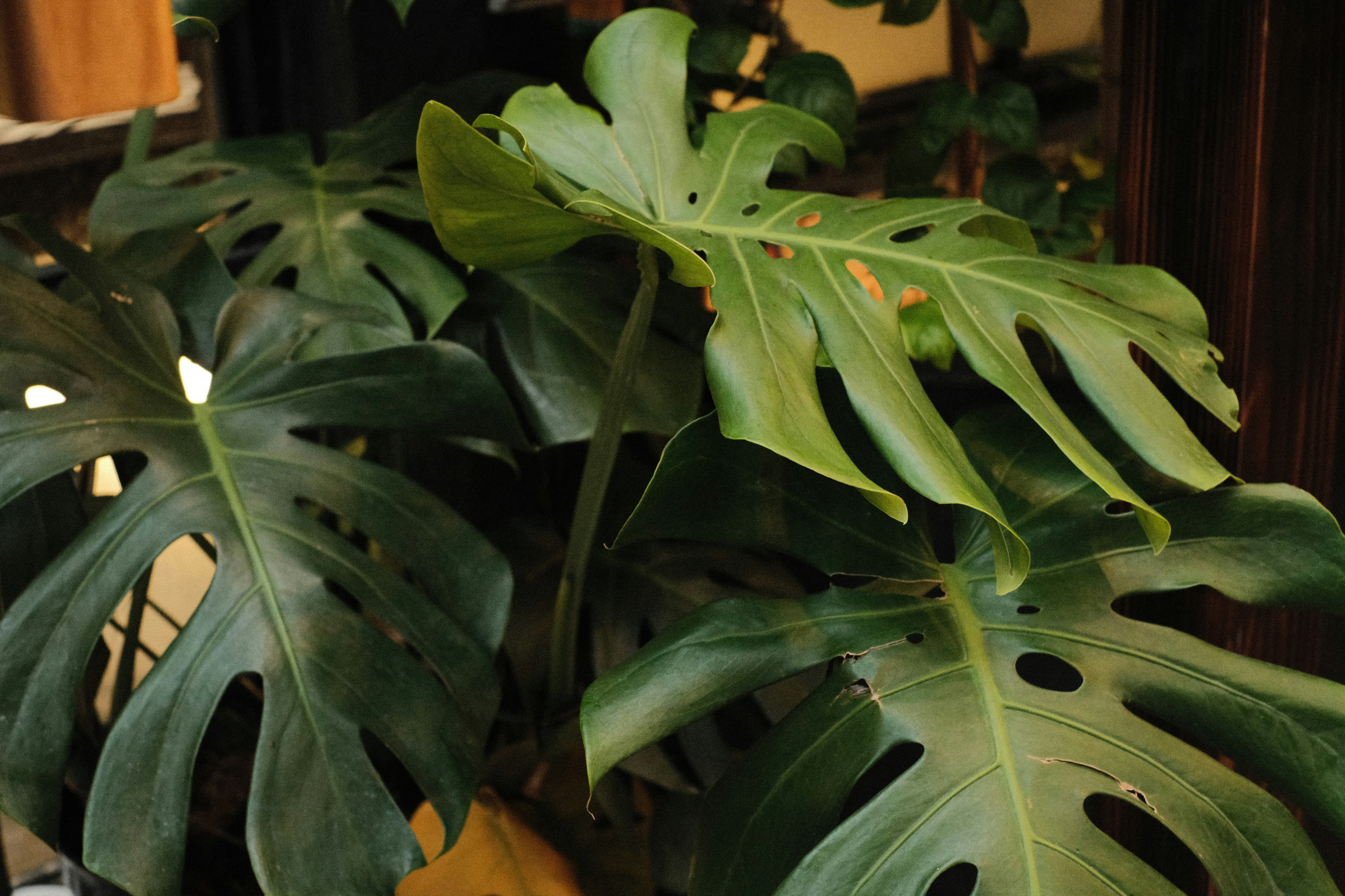 Photo by donguyenkhanhs