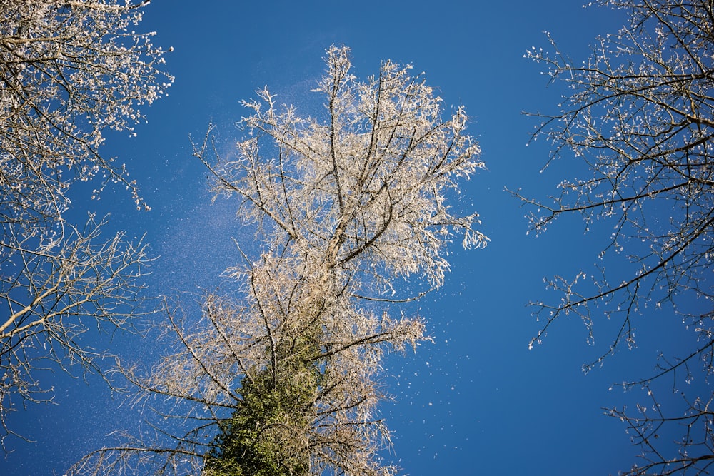 a group of trees that are standing in the grass