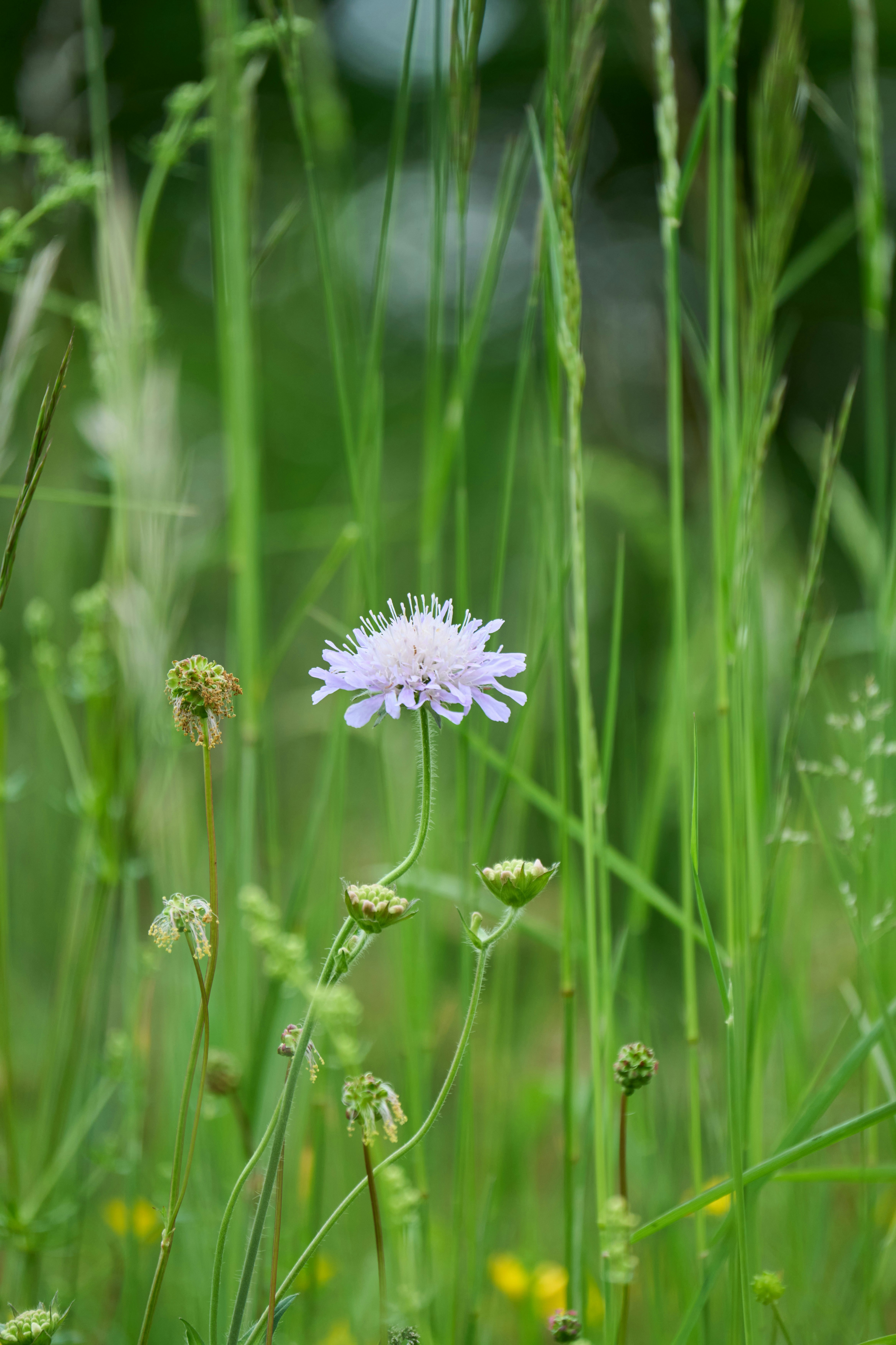 Photo by wolfgang_hasselmann