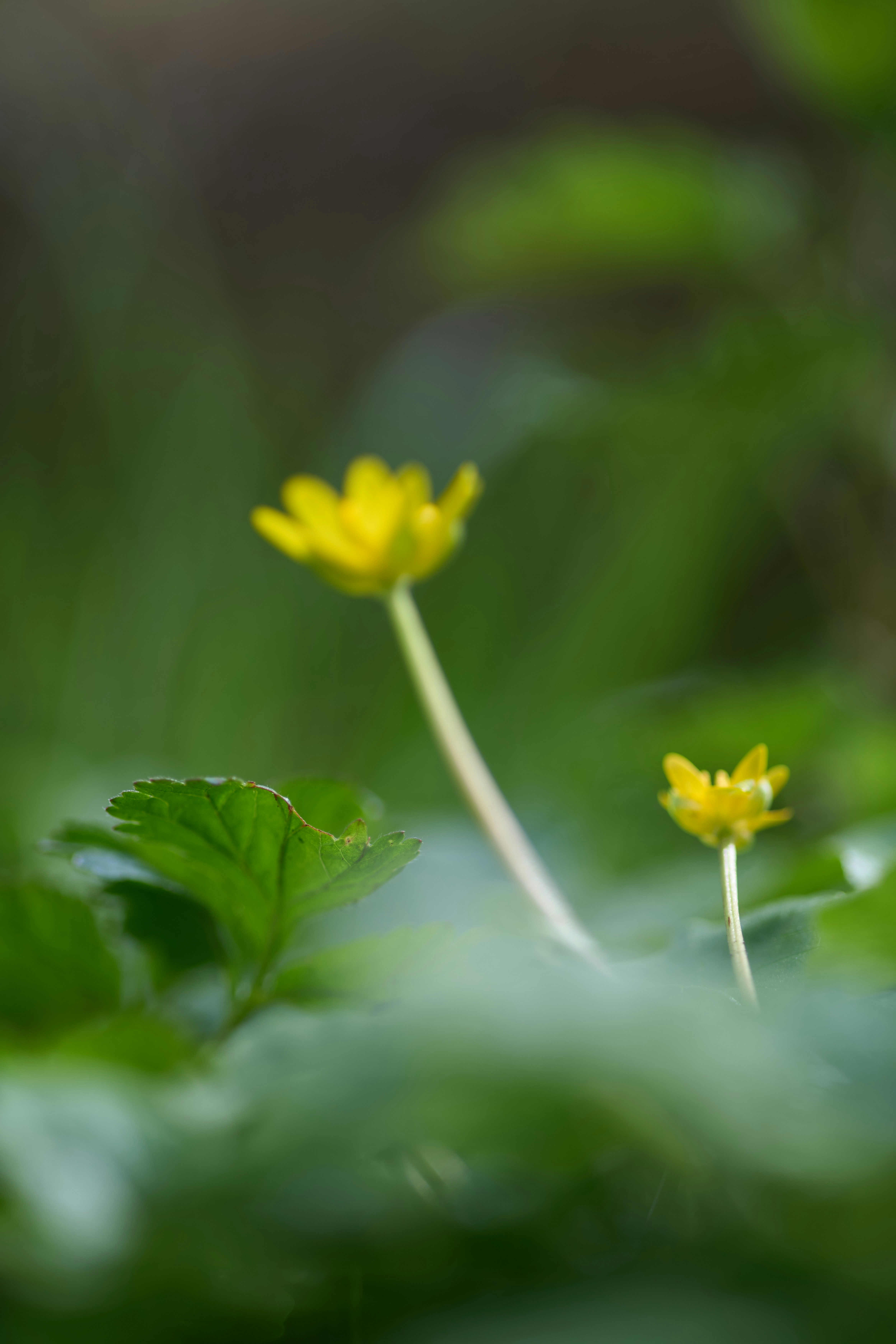 Photo by wolfgang_hasselmann