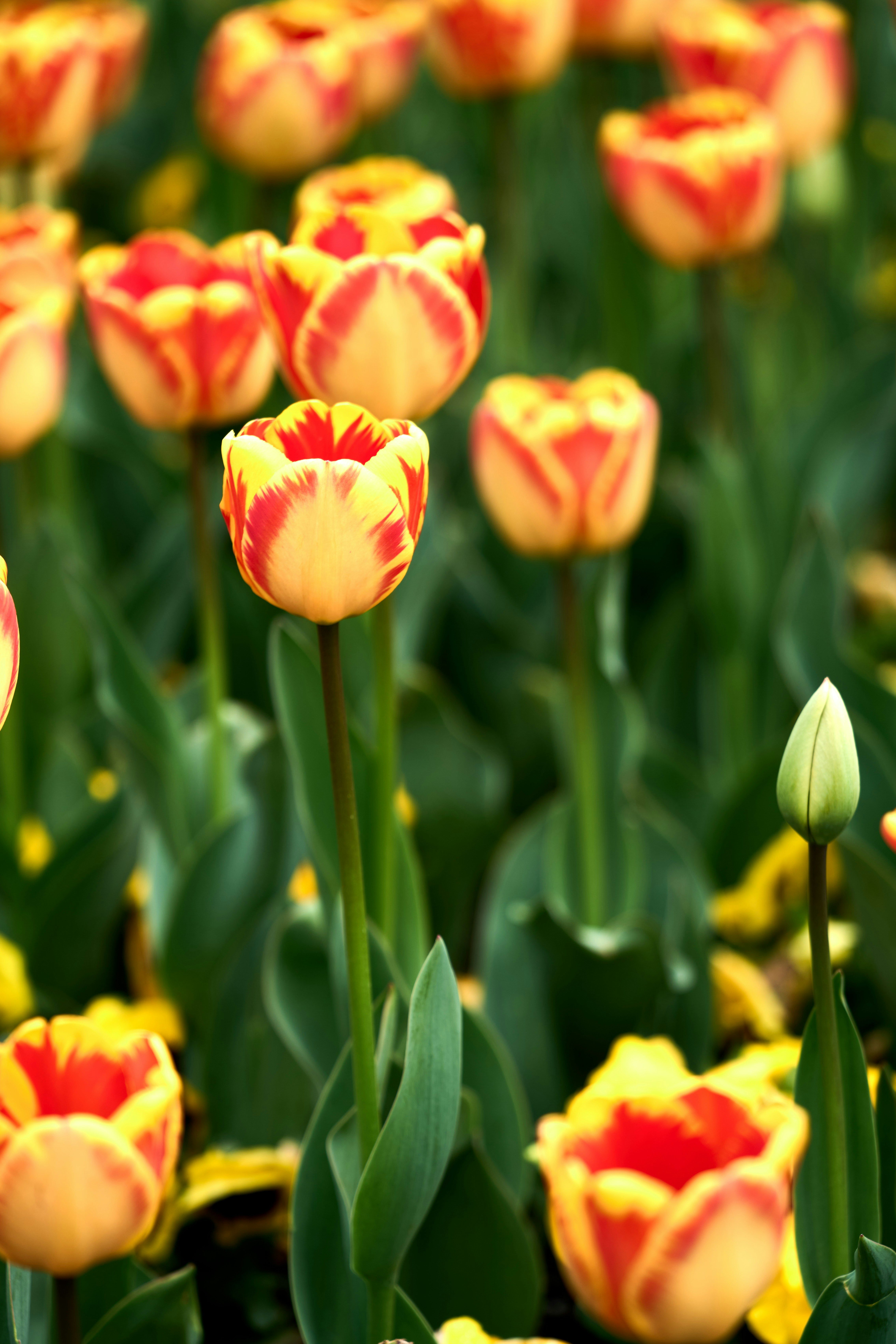 Photo by wolfgang_hasselmann