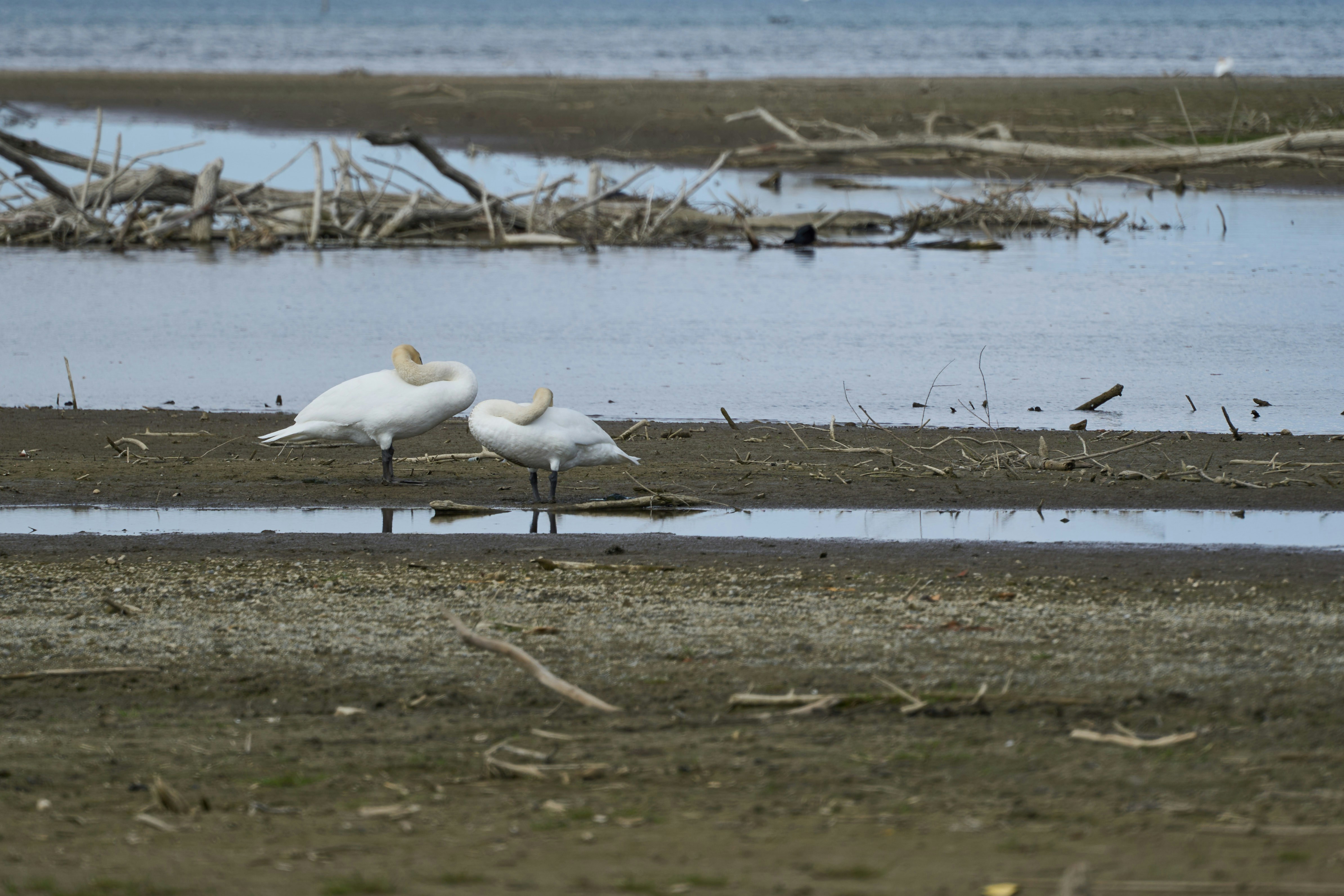 Photo by wolfgang_hasselmann