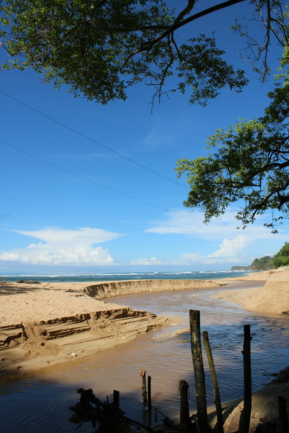 a body of water sitting under a tree next to a beach