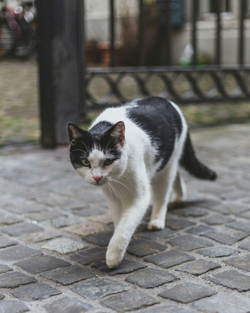 a black and white cat walking across a brick walkway