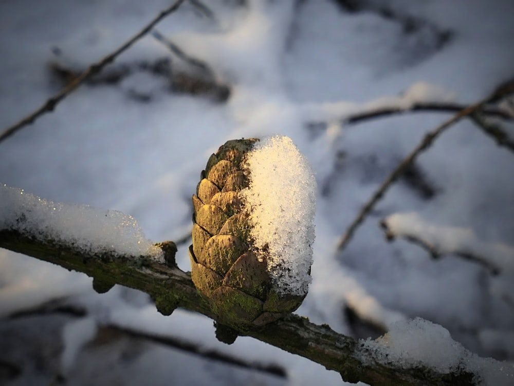 a tree branch with a bunch of snow on it