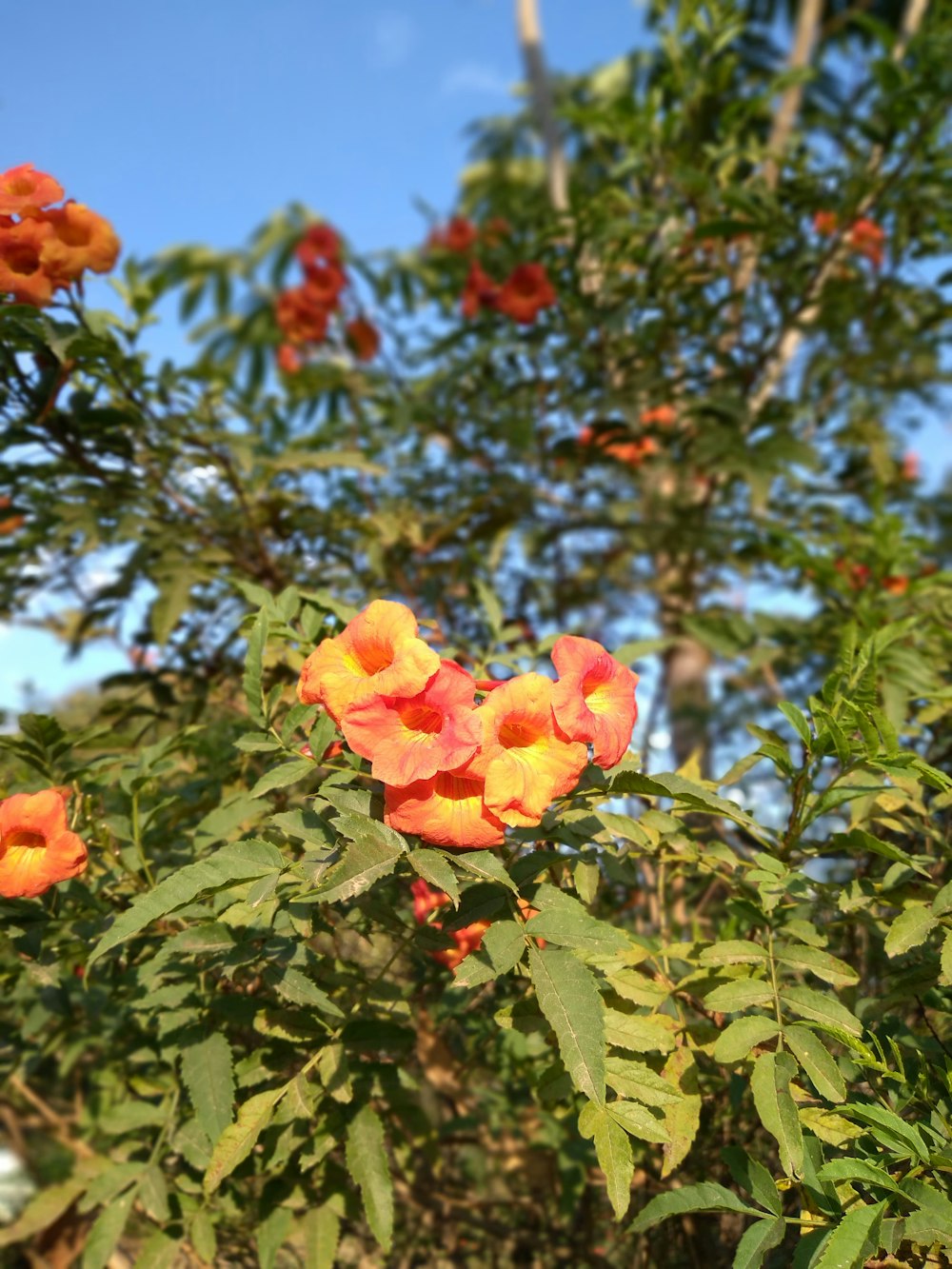 a bush with orange flowers and green leaves