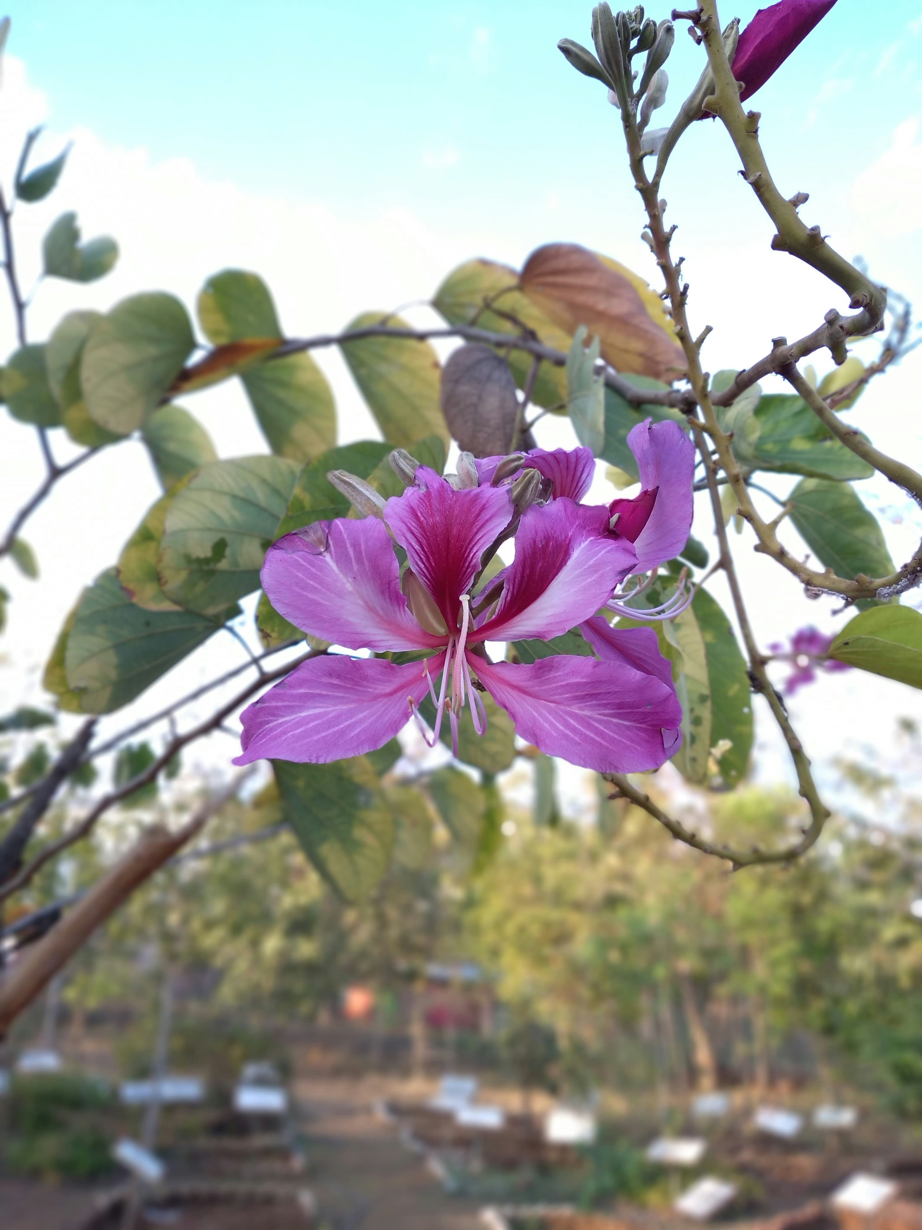 a purple flower is blooming on a tree branch