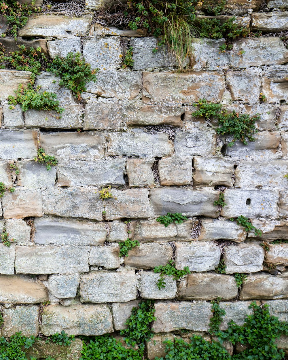 a stone wall with plants growing on it