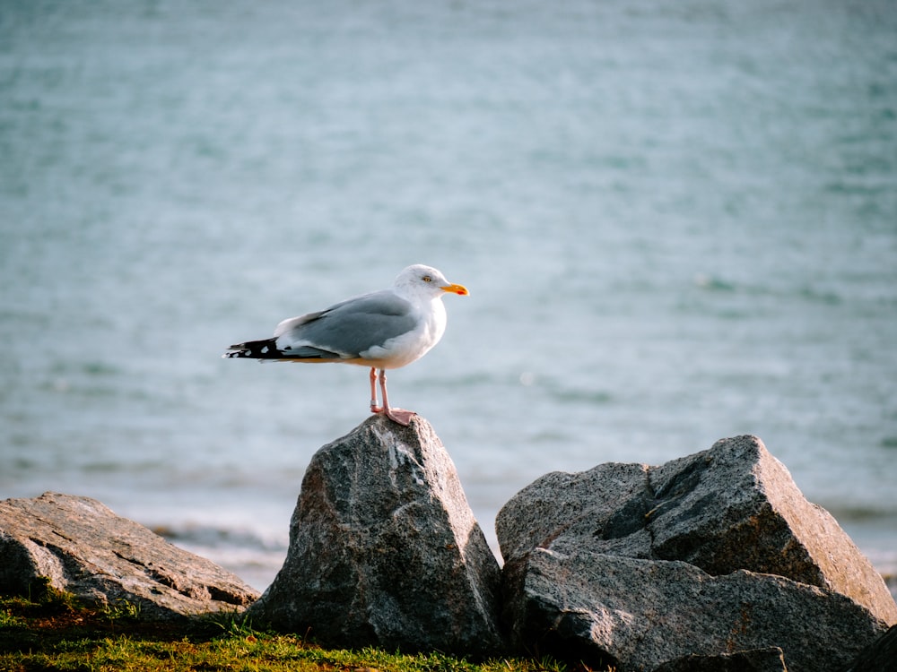 uma gaivota sentada em uma rocha à beira da água