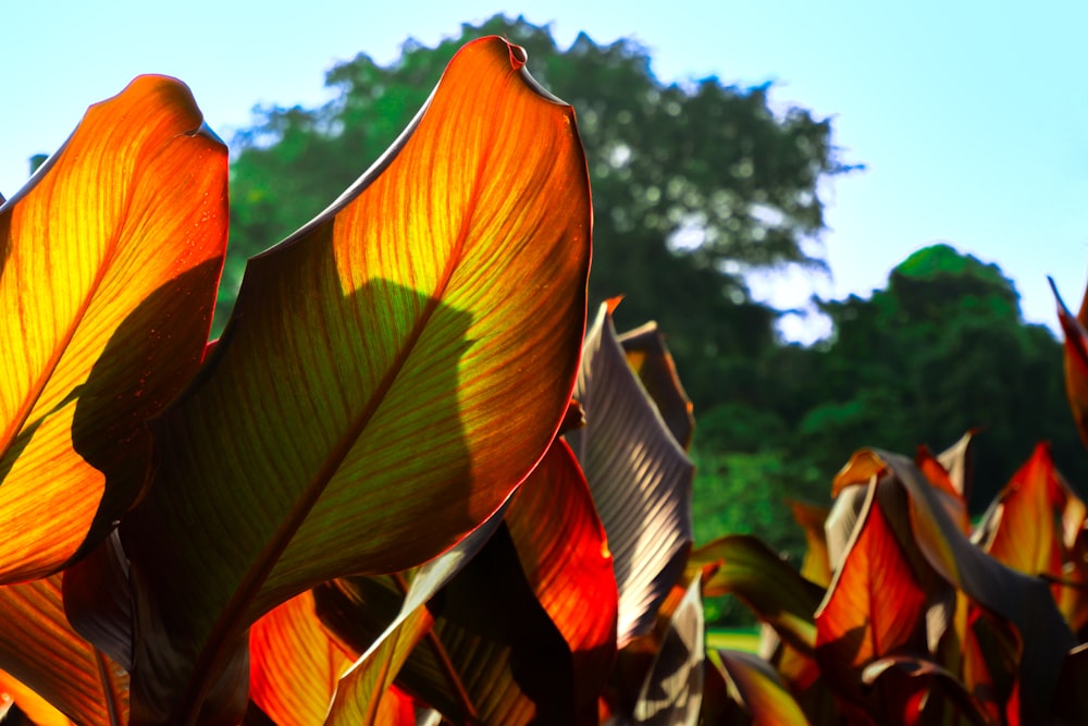 a close up of a leafy plant with trees in the background