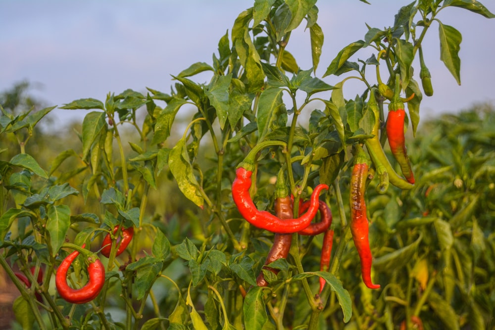 red peppers growing on a plant in a field