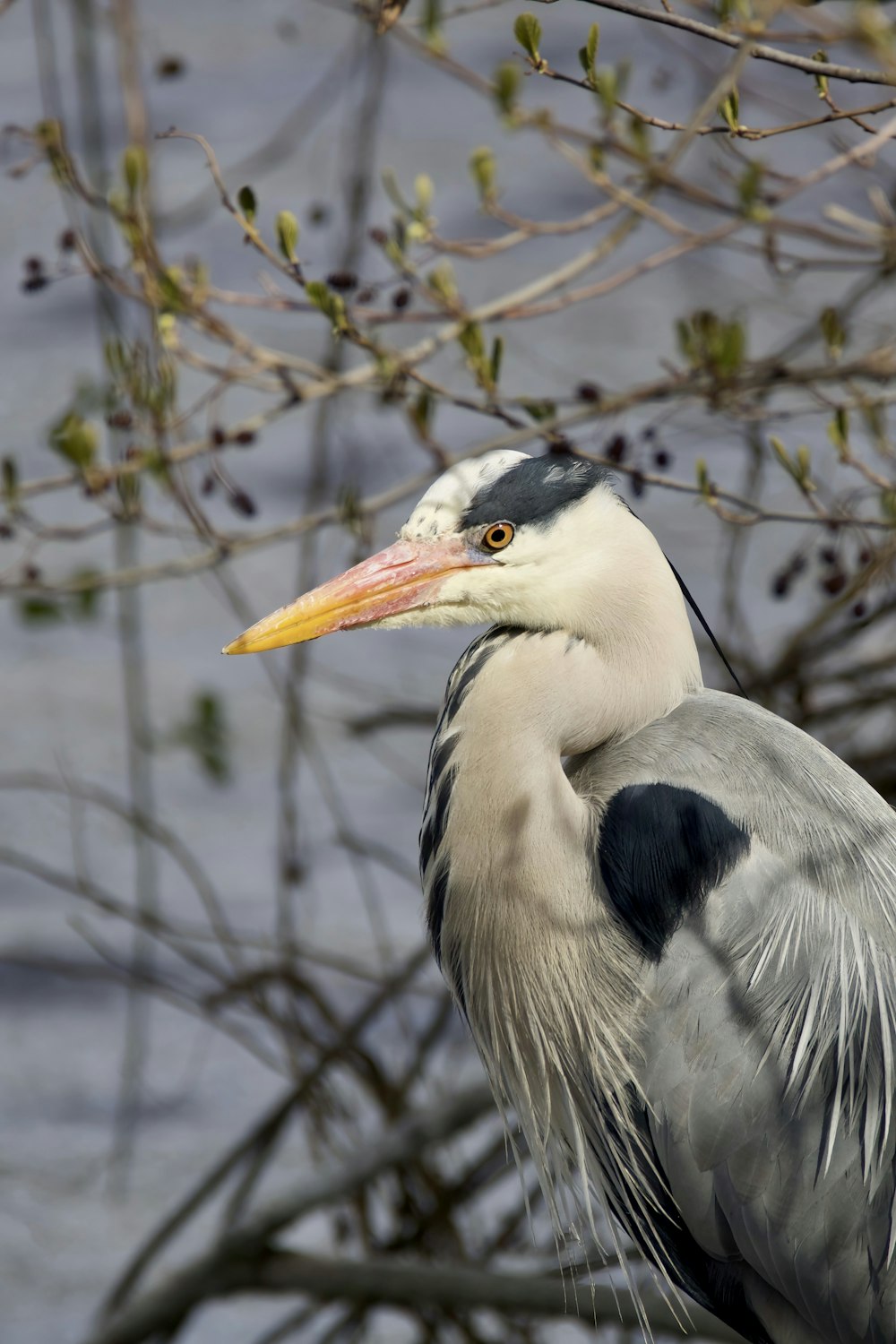 a close up of a bird on a tree branch