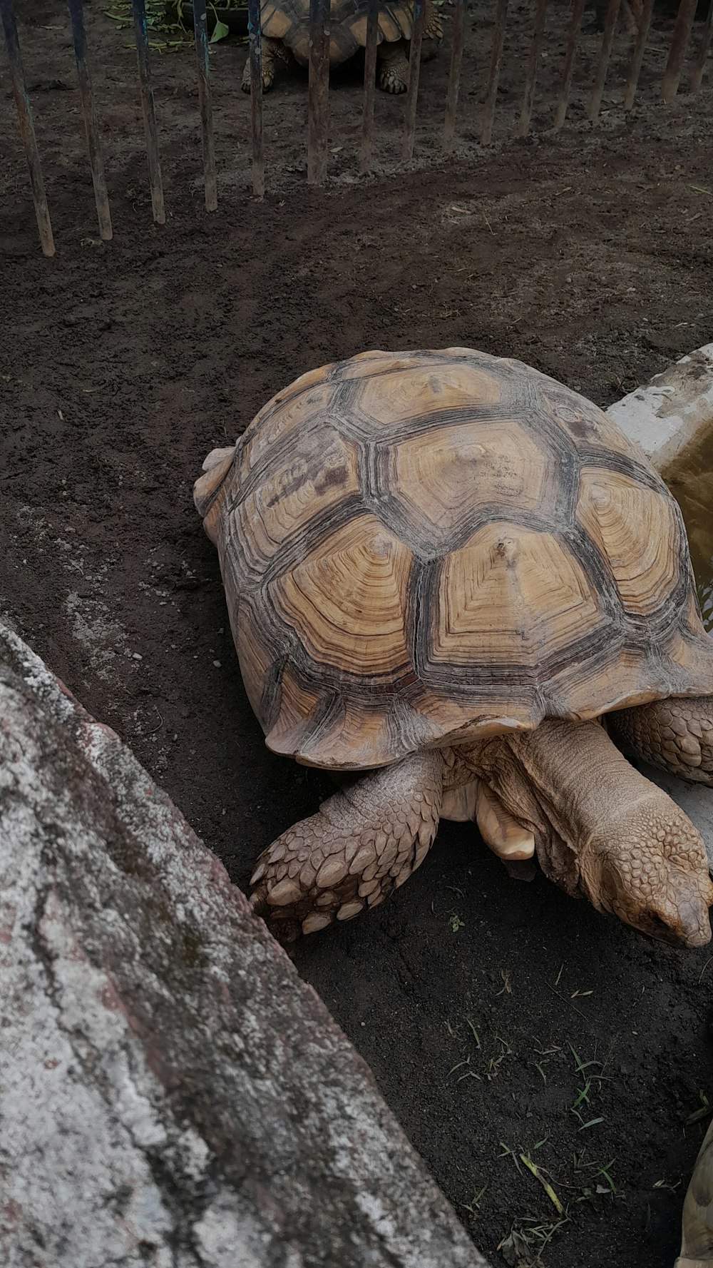 a large tortoise laying on top of a dirt field