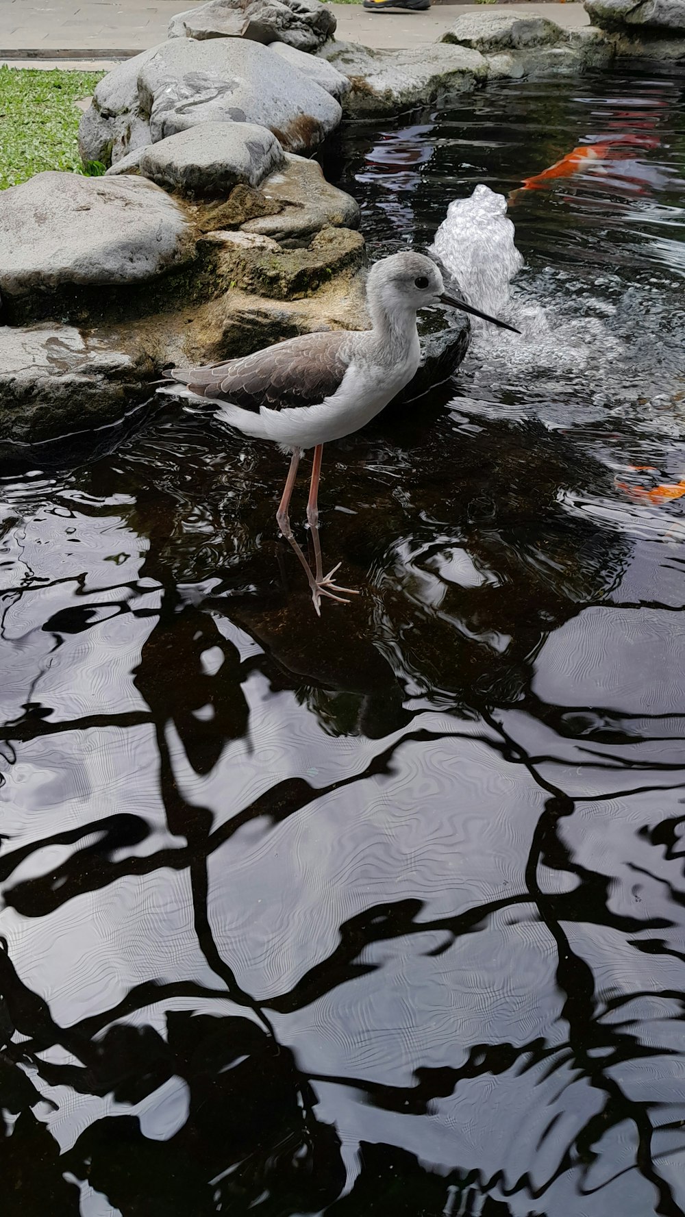 a bird is standing in the water near some rocks
