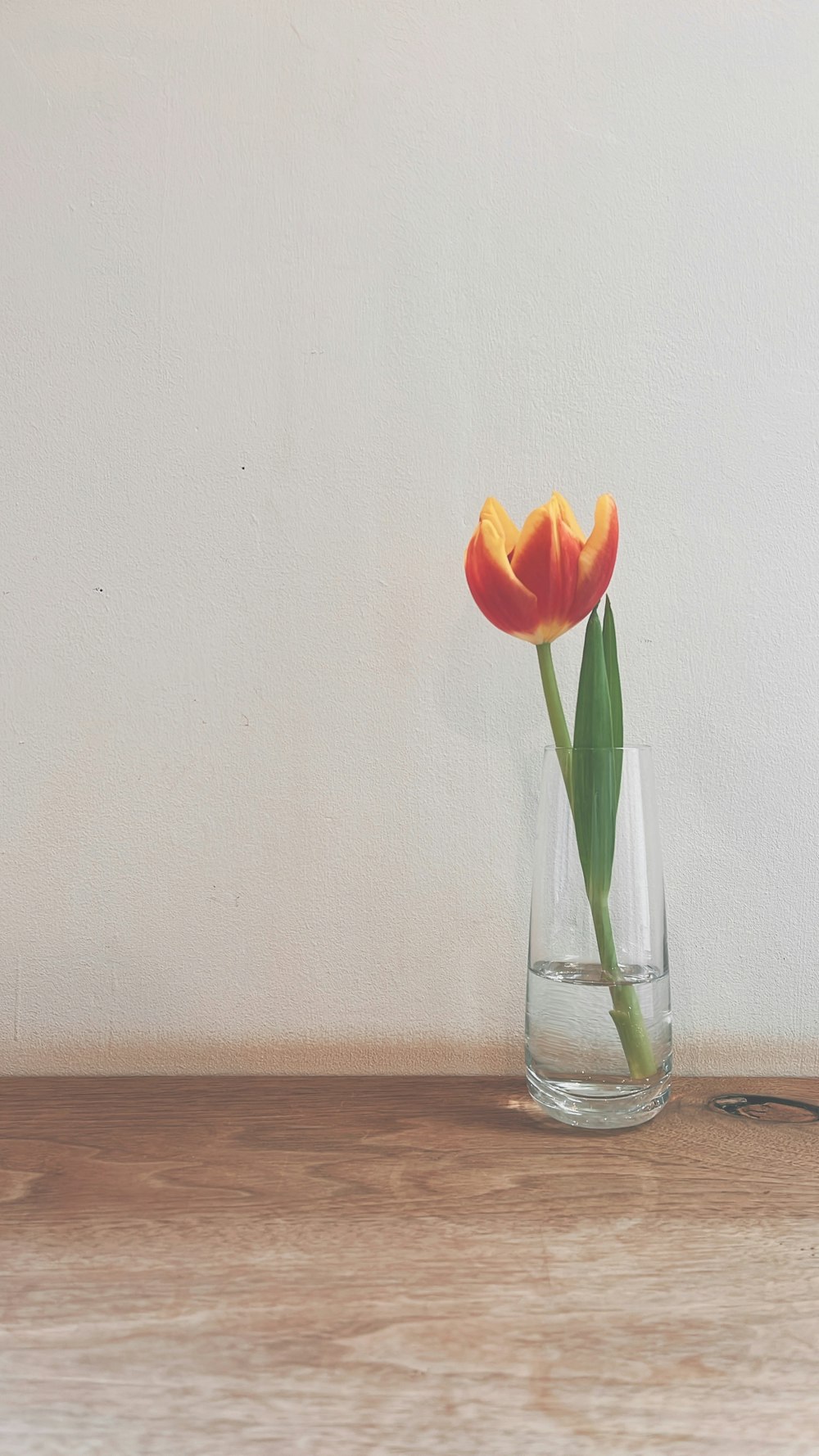 a single tulip in a glass vase on a table