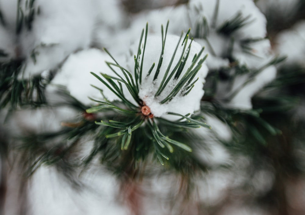 a close up of a pine tree with snow on it