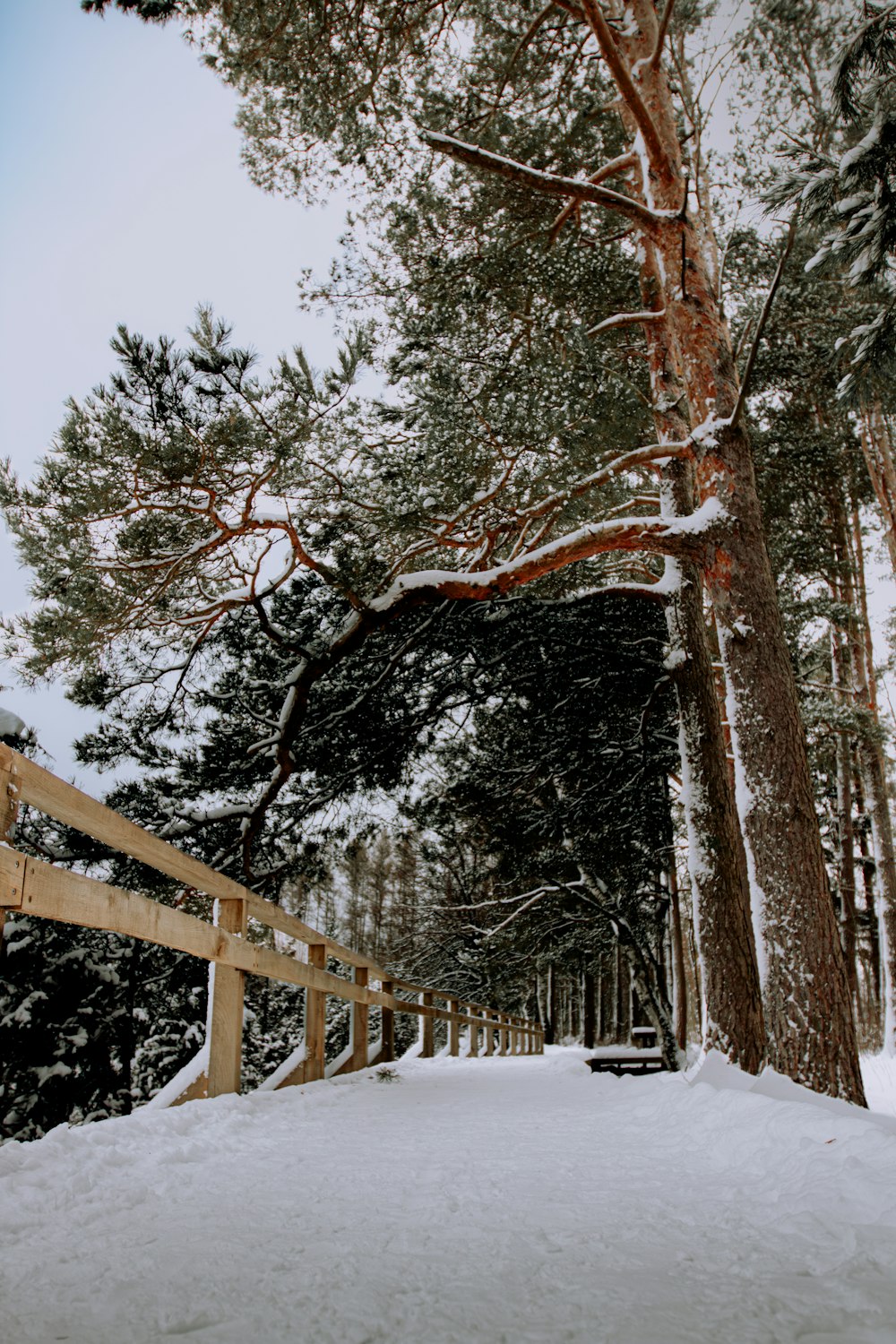 a wooden fence in the middle of a snowy forest