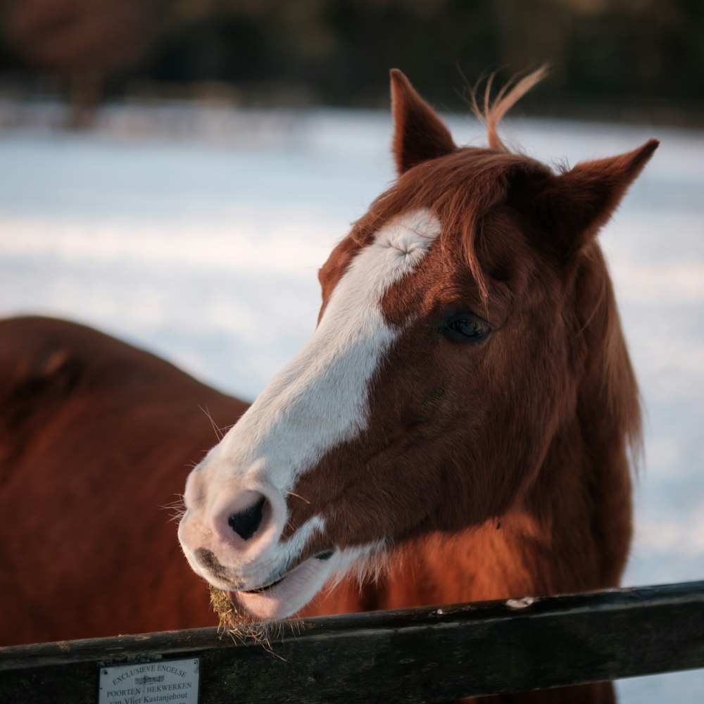 un caballo marrón y blanco de pie junto a una valla de madera