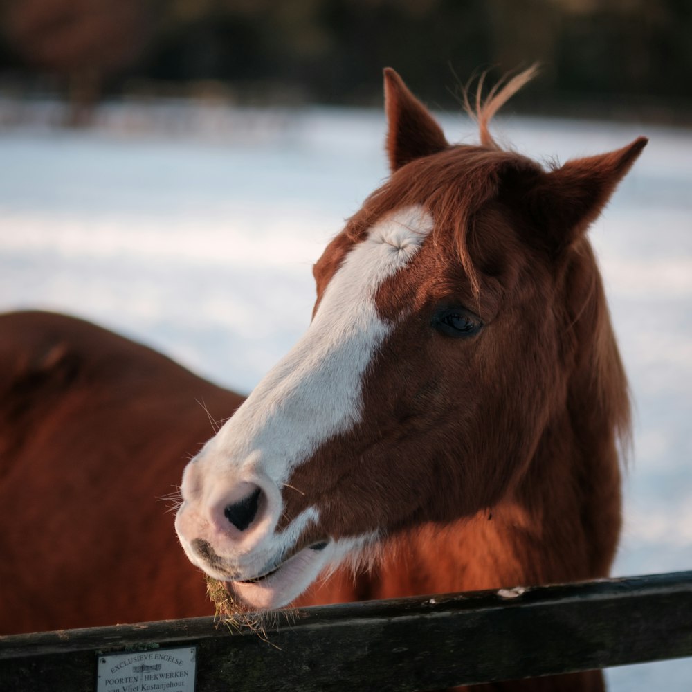 a brown and white horse standing next to a wooden fence