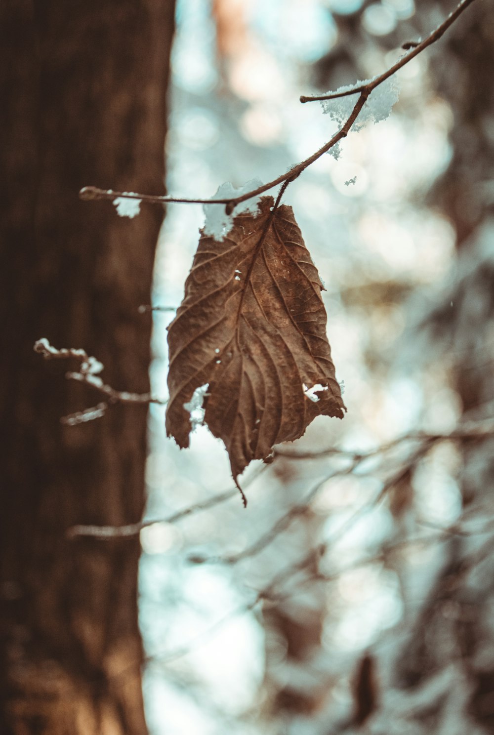 a leaf is hanging from a tree branch