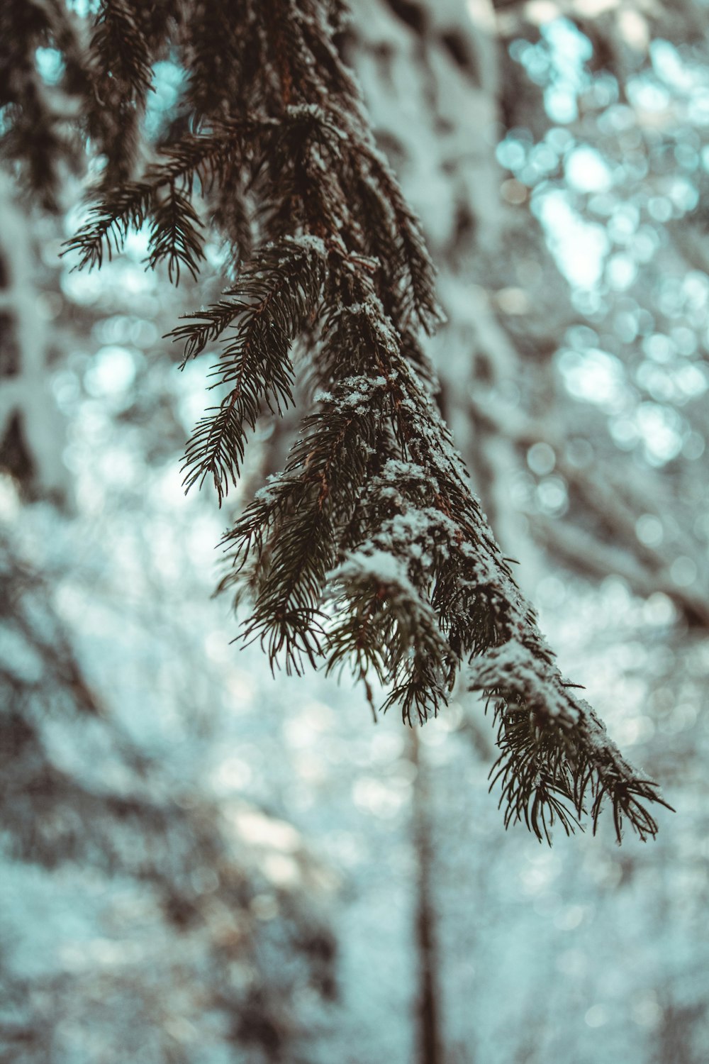 a close up of a pine tree with snow on it