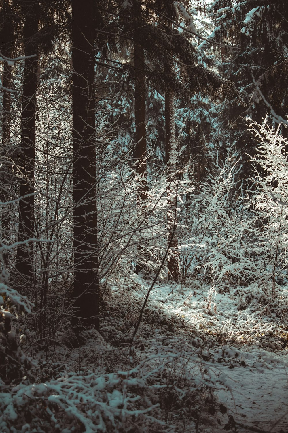 a path through a snowy forest with lots of trees