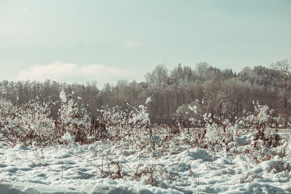 a field covered in snow next to a forest