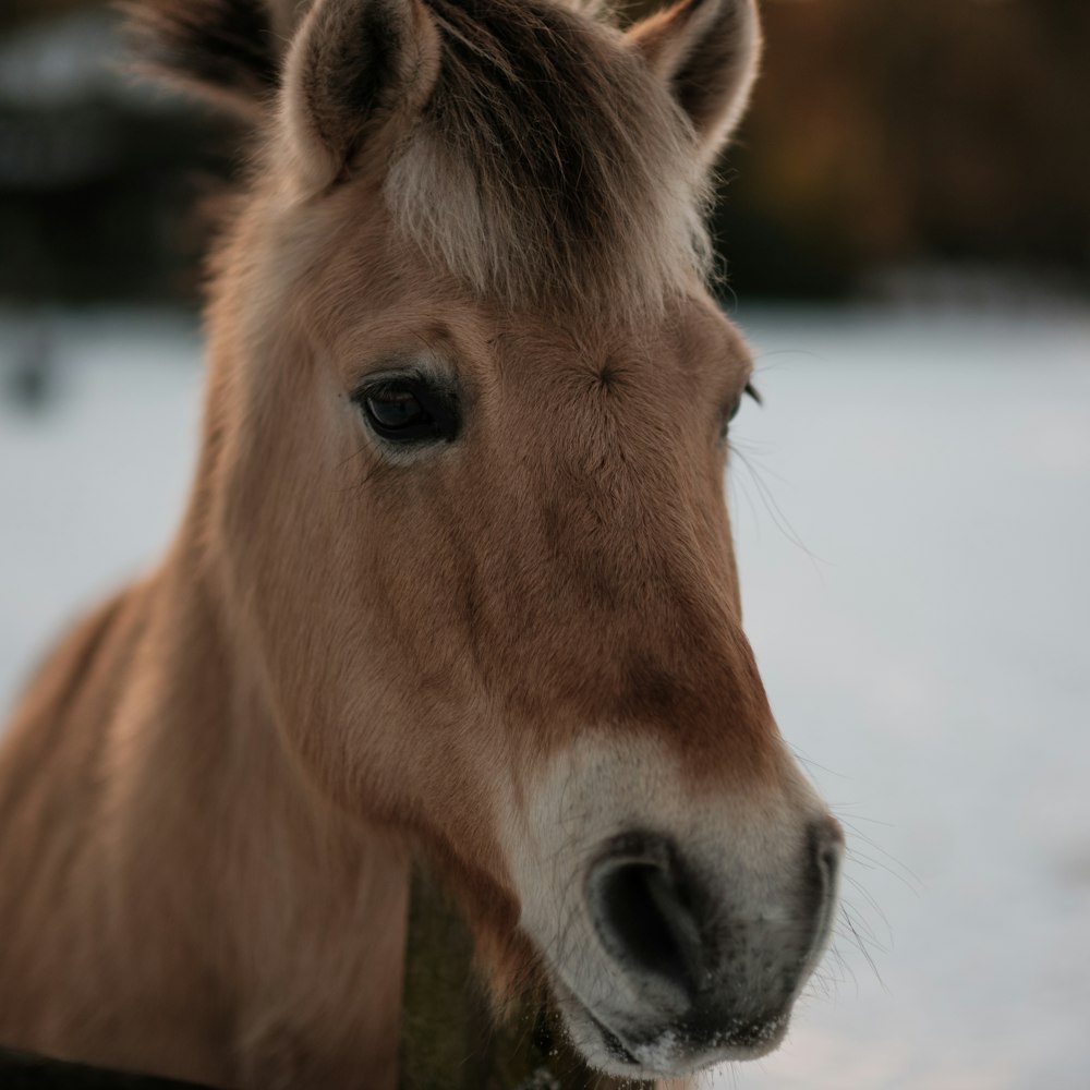 a close up of a horse's face in the snow